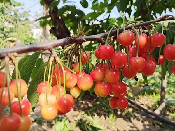 泰安樱桃苗种植公司